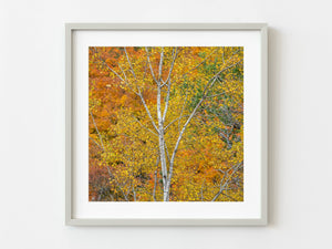 Birch trees with autumn foliage Haliburton County Ontario Canada | Photo Art Print fine art photographic print