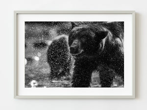 Black bear shaking water off fur | Photo Art Print fine art photographic print