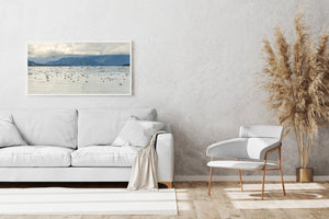 Black Legged Kittiwake in Alaska | Photo Art Print fine art photographic print