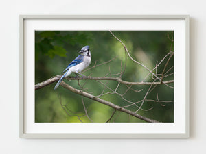 Bluejay bird sitting on a branch with soft focus background | Photo Art Print fine art photographic print