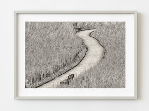 Boardwalk in Grassy Marsh | Photo Art Print fine art photographic print