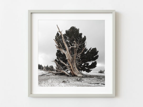Bristlecone Ancient tree | Photo Art Print fine art photographic print