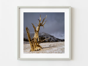 Bristlecone Pine Ancient tree | Photo Art Print fine art photographic print