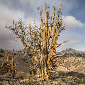 Bristlecone Pines tree cluster California | Photo Art Print fine art photographic print