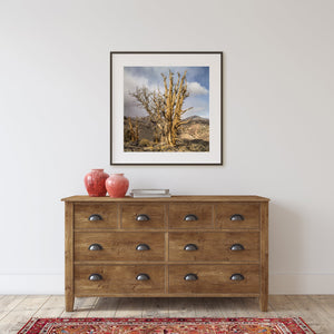 Bristlecone Pines tree cluster California | Photo Art Print fine art photographic print