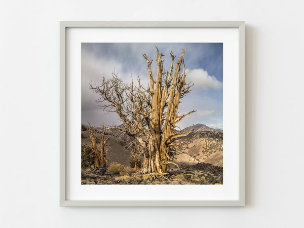 Bristlecone Pines tree cluster California | Photo Art Print fine art photographic print