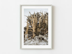 Bristlecone Pines Trees in the mountain | Photo Art Print fine art photographic print