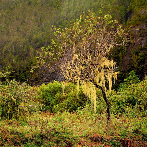 British Columbia interior rain forest | Photo Art Print fine art photographic print