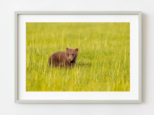 Brown bear cub in grass field | Photo Art Print fine art photographic print