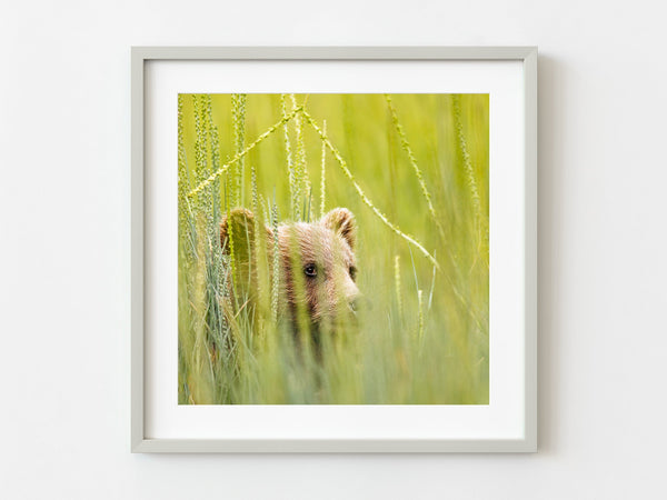 Brown bear cub peeks over grasses | Photo Art Print fine art photographic print