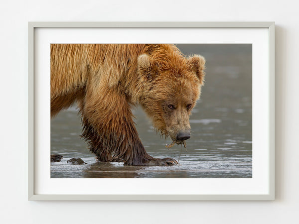 Brown Bear Eating Clams | Photo Art Print fine art photographic print