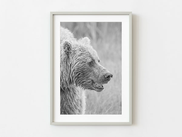 Brown bear looks off to the side | Photo Art Print fine art photographic print