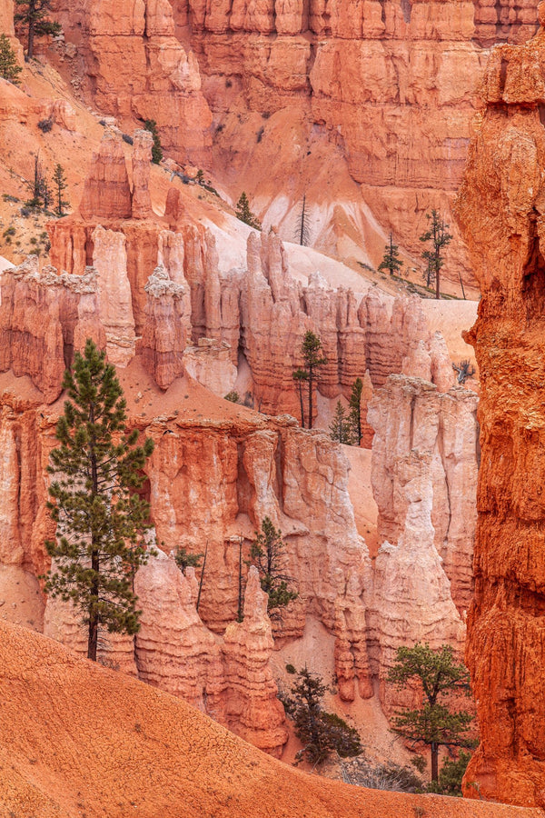 Bryce Canyon Wall with pine trees | Photo Art Print fine art photographic print