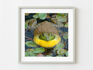 Bullfrog in pond closeup | Photo Art Print fine art photographic print