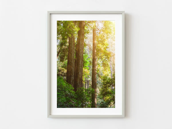 California redwood trees in sunshine | Photo Art Print fine art photographic print