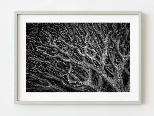Chaos in nature represented by tangle of branches | Photo Art Print fine art photographic print