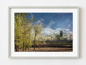 Cherry Blossom Tree in China | Photo Art Print fine art photographic print
