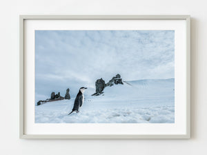 Chinstrap Penguin Walking Alone Antarctica | Photo Art Print fine art photographic print