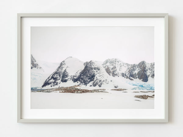 Colony of Gentoo penguins Antarctica mountain | Photo Art Print fine art photographic print