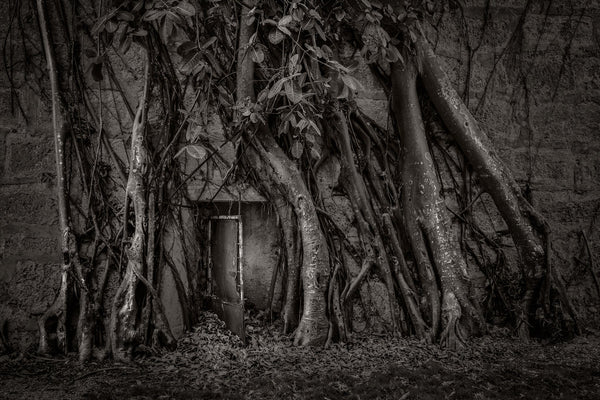 Fortress Door covered in Roots | Photo Art Print fine art photographic print