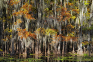 Cypress Grove and Spanish Moss | Photo Art Print fine art photographic print