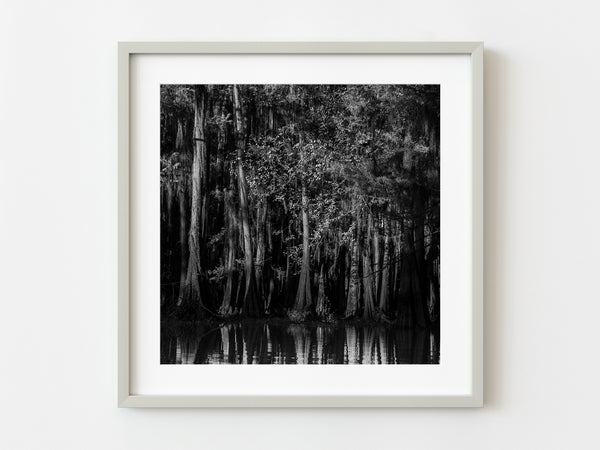 Cypress Tree Dense Forest | Photo Art Print fine art photographic print