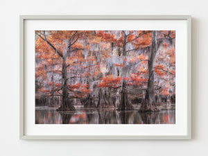 Cypress Tree Forest in the late Fall | Photo Art Print fine art photographic print