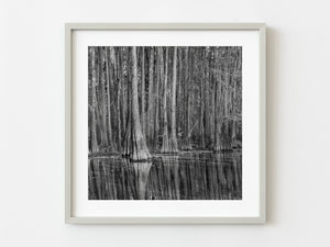 Cypress Tree Forest | Photo Art Print fine art photographic print