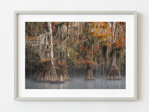 Cypress Tree grove with morning mist in the Louisiana Swamps | Photo Art Print fine art photographic print