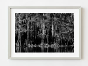 Cypress Tree Swamp Forest in Black and White | Photo Art Print fine art photographic print