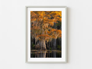 Cypress Trees and Spanish Moss at Sunset | Photo Art Print fine art photographic print