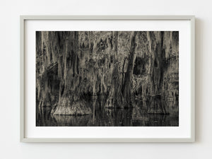 Cypress Trees and Spanish Moss Forest | Photo Art Print fine art photographic print