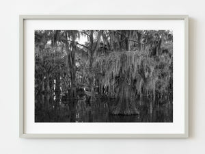 Cypress Trees and Spanish Moss Swamp | Photo Art Print fine art photographic print