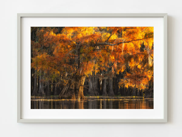 Cypress Trees Glowing with Sunset Color | Photo Art Print fine art photographic print