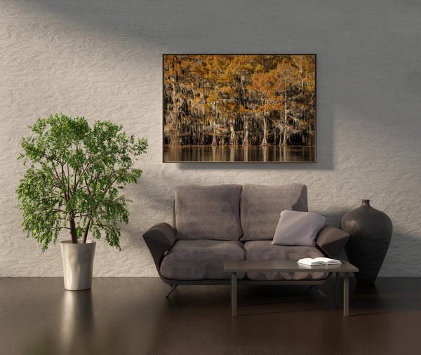 Cypress trees with fall orange foliage | Photo Art Print fine art photographic print