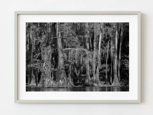 Cypress Trees with Spanish Moss in the swamp | Photo Art Print fine art photographic print