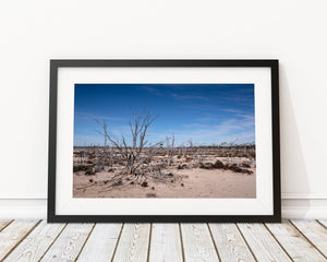 Dead forest Hyden Western Australia | Photo Art Print fine art photographic print