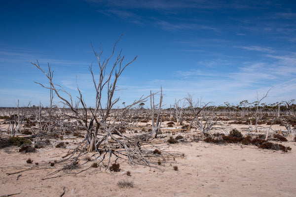Dead forest Hyden Western Australia | Photo Art Print fine art photographic print