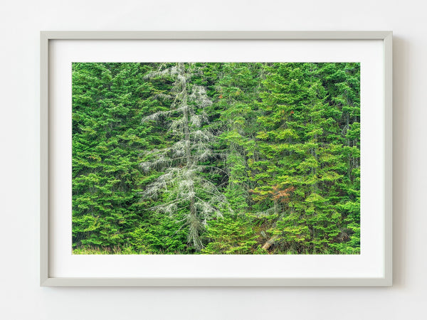 Dead tree against lush forest | Photo Art Print fine art photographic print