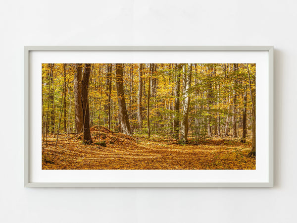 Deep in Northern Ontario forest in the fall | Photo Art Print fine art photographic print