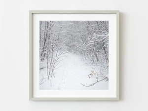 Deer Footpath in forest after snowstorm | Photo Art Print fine art photographic print