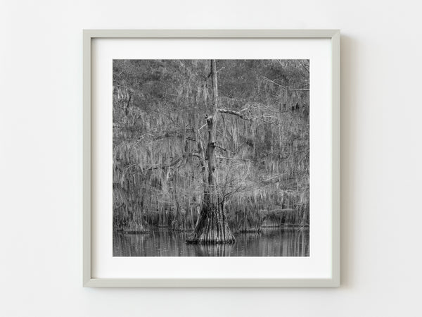 Dense Cypress Tree grove covered with Spanish Moss | Photo Art Print fine art photographic print