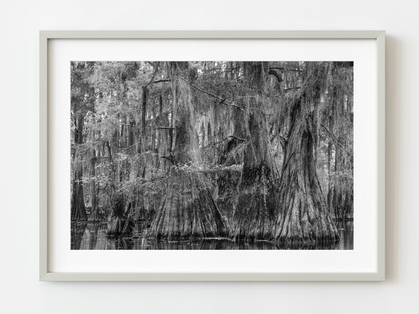 Dense Cypress Tree grove in the Louisiana Swamps | Photo Art Print fine art photographic print