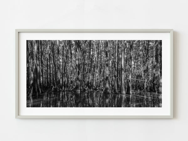 Dense cypress trees in the swamp | Photo Art Print fine art photographic print