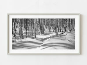 Dense Haliburton forest trees in the winter | Photo Art Print fine art photographic print