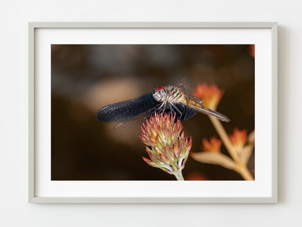 Dragonfly Close Up | Photo Art Print fine art photographic print