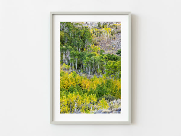 Eastern Sierra Tree Line | Photo Art Print fine art photographic print