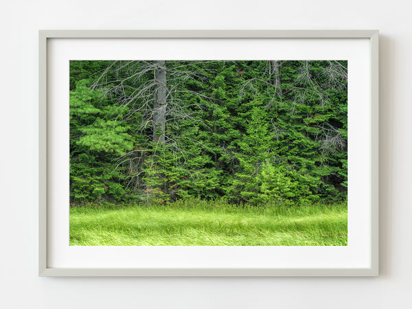 Edge of the forest in Algonquin Park | Photo Art Print fine art photographic print