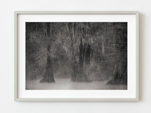 Eerie morning mist Louisiana Swamps | Photo Art Print fine art photographic print