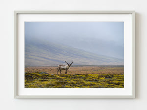 Eurasian Tundra Reindeer in Iceland | Photo Art Print fine art photographic print